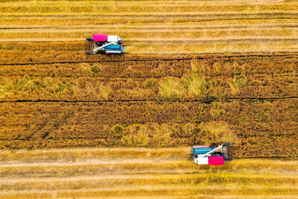 Aerial photo taken on May 21, 2021 shows farmers reaping wheat with harvesters at Heping Township, Changxing County, Huzhou City of east China's Zhejiang Province. (Photo by Wu Zheng/Xinhua)