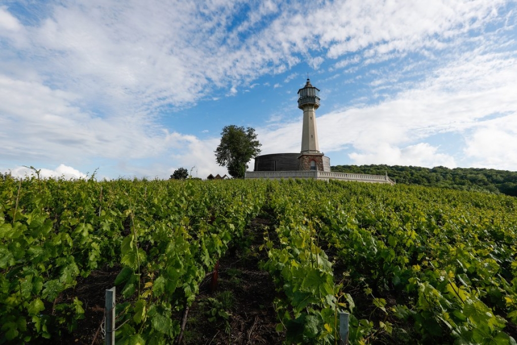 File photo taken on June 10, 2019 shows a vineyard in the Champagne region near Reims, France. (Xinhua/Zheng Huansong)